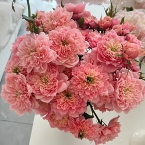 Mikoto Rose Plant｜美琴 - 图片 10