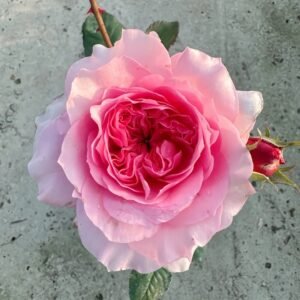 Millicent Rose Plant|米利森特 - 图片 3