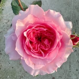 Millicent Rose Plant|米利森特 - 图片 4