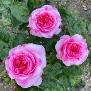 Millicent Rose Plant|米利森特 - 图片 5