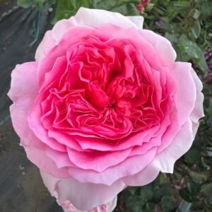 Millicent Rose Plant|米利森特 - 图片 6