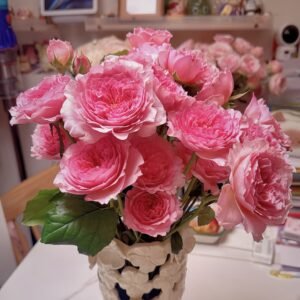 Millicent Rose Plant|米利森特 - 图片 7