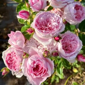 Millicent Rose Plant|米利森特 - 图片 8