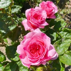 Millicent Rose Plant|米利森特 - 图片 9