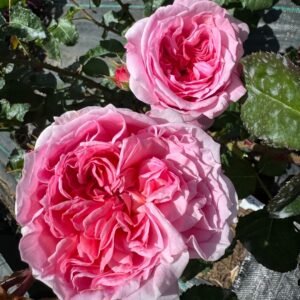 Millicent Rose Plant|米利森特 - 图片 10