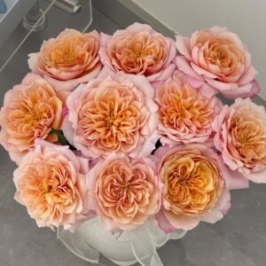 Miyabi Cha Rose Plant|茶雅 - 图片 10
