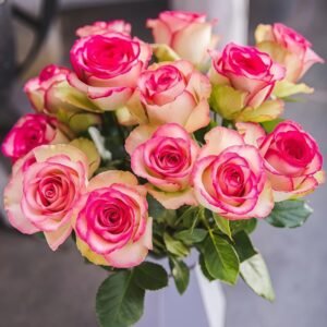 Monroe/Colour Shell Rose