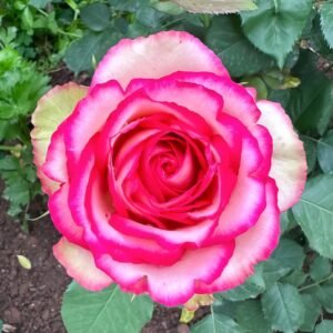 Monroe:Colour Shell Rose