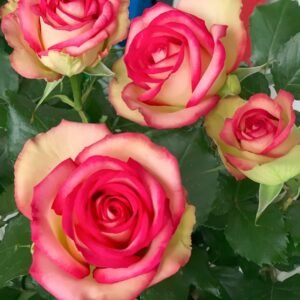 Monroe:Colour Shell Rose