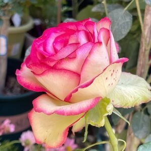 Monroe:Colour Shell Rose