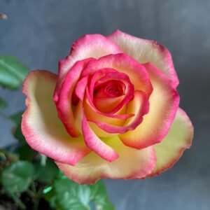 Monroe:Colour Shell Rose