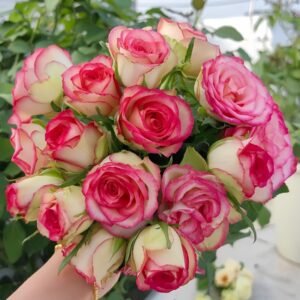 Monroe:Colour Shell Rose