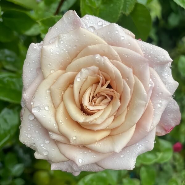 Moon Dust Rose