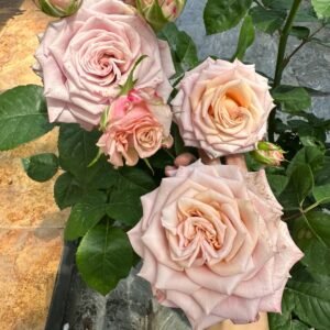 Moon Dust Rose