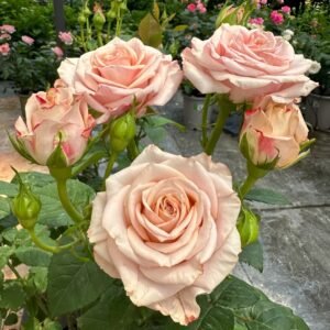 Moon Dust Rose Plant|月光之尘 - 图片 10
