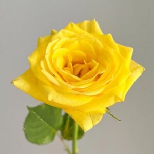 Moonwalk Rose