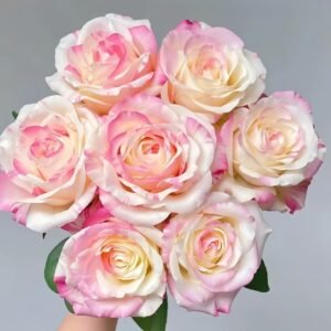 Nichang Rose
