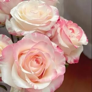 Nichang Rose