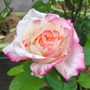 Nichang Rose
