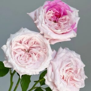 Norma Jean Rose