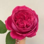 Pas de deux Rose