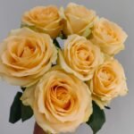 Peach Avalanche Rose