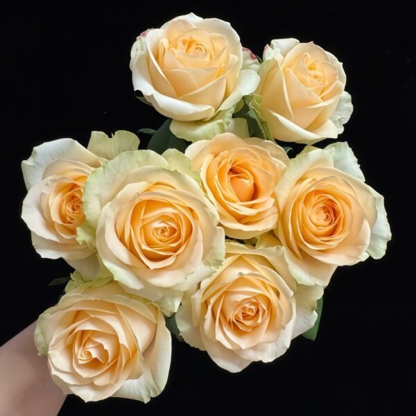 Peach Avalanche Rose