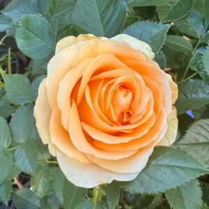 Peach Avalanche Rose