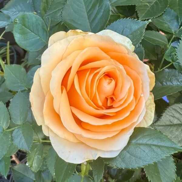 Peach Avalanche Rose
