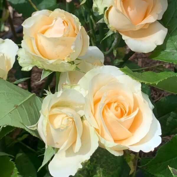 Peach Avalanche Rose