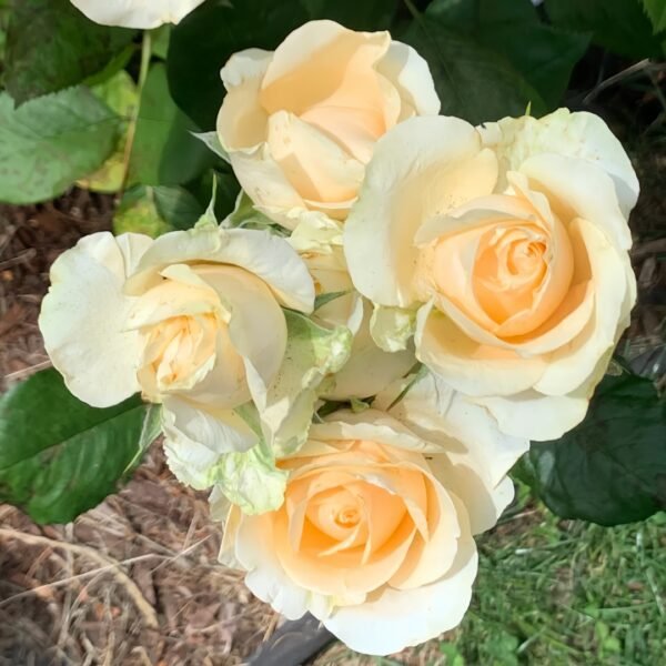 Peach Avalanche Rose