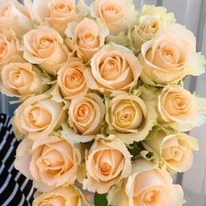 Peach Avalanche Rose