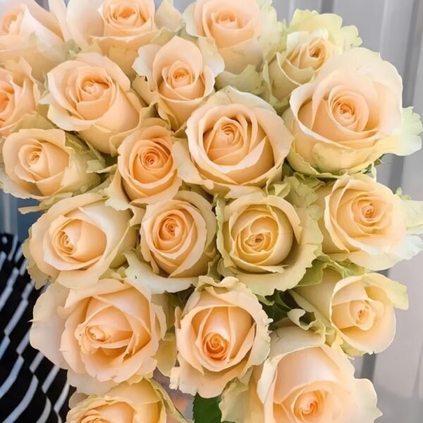 Peach Avalanche Rose