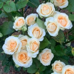 Peach Avalanche Rose