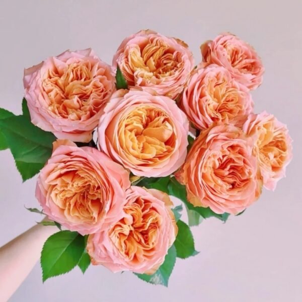 Peach Funky Rose