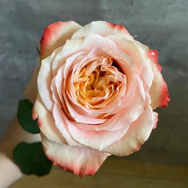 Peach Funky Rose