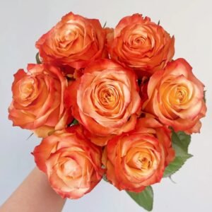 Peach Funky Rose