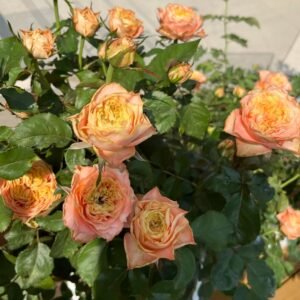Peach Funky Rose