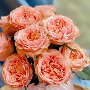Peach Funky Rose