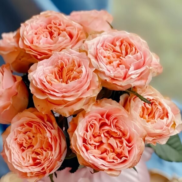 Peach Funky Rose