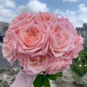 Pink ohara Rose
