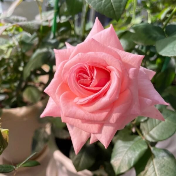 Pink ohara Rose