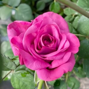 Pluto King Terrazza Rose
