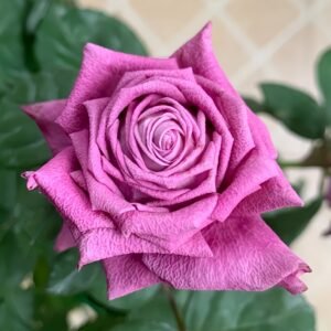 Pluto King Terrazza Rose