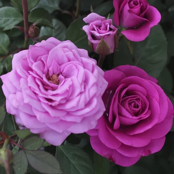 Pluto King Terrazza Rose