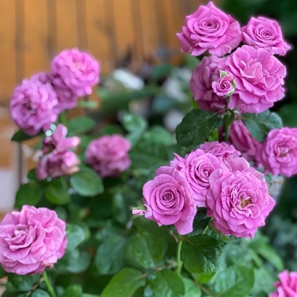 Pluto King Terrazza Rose