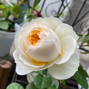 Pride and Prejudice Rose