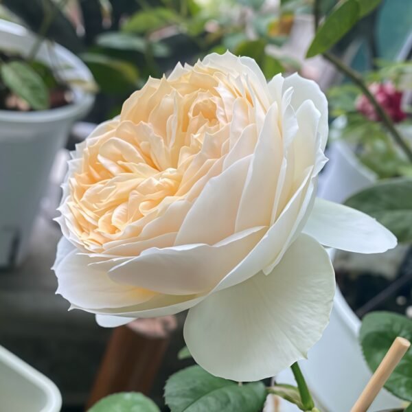 Pride and Prejudice Rose