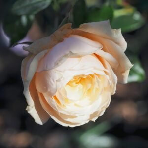 Pride and Prejudice Rose