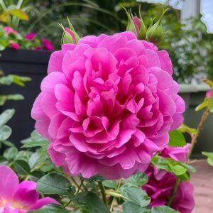 Princess Anne Rose